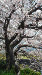 sakura2.jpg