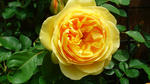 rose1.jpg