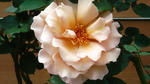 rose2.jpg