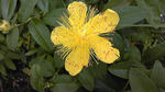 flower1.jpg