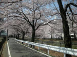 sakura09apr.JPG