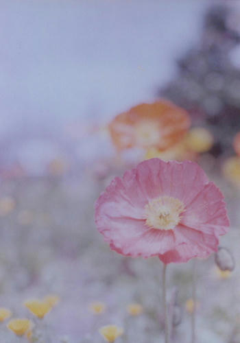 33a6f854.JPG