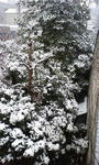 雪