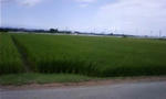 田圃