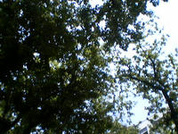 green2