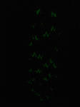 4c8611e3.jpg