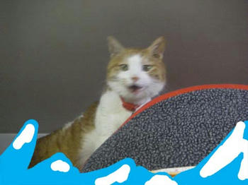 292801f8jpeg