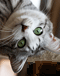 1206011817.gif