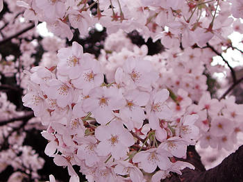 Flower1-012.jpg