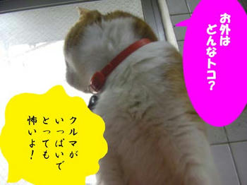 IMGP1272.jpg