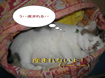 d909fcc8jpeg