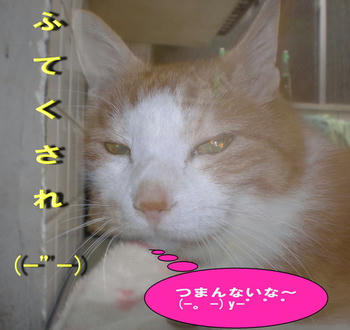 dbbf0dfcjpeg