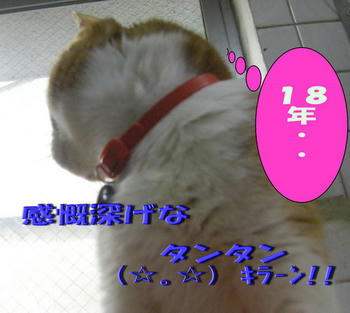 d98d8540jpeg