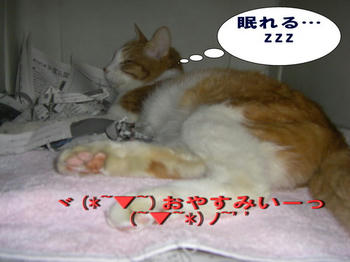 おやすみ　タンタン