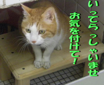 礼儀正しいタンタン