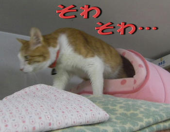 落ち着かない