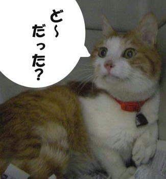 ボクたまちゃん