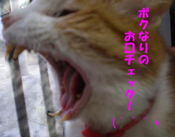 あんが～～！