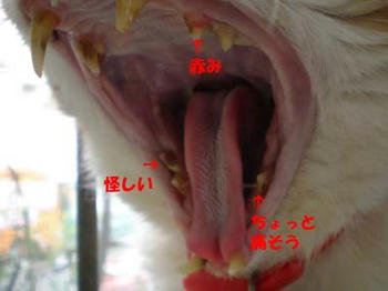 大きなお口～