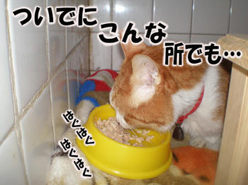 まだ食べるσ(~~~、)ムシャ ムシャ