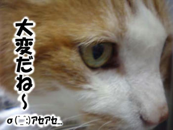 大変だね～