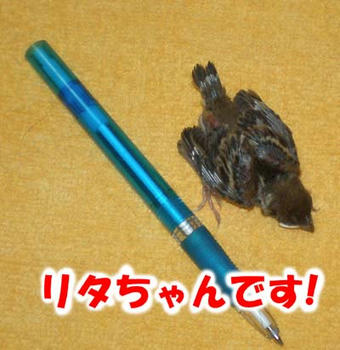 シャーペンと比較