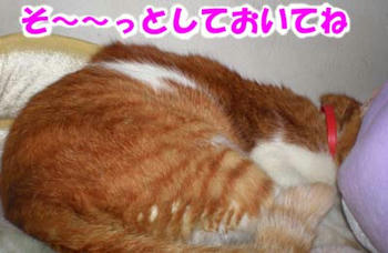 拾っちゃマズイよ～