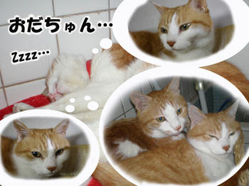 おだちゅん･････((* ･･*)だいちゅき