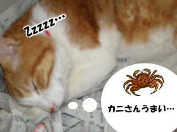 カニさん大好き♪