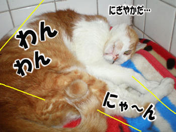 騒がしいぞ…