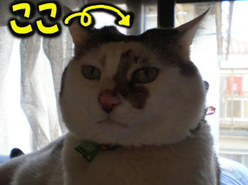 わかりやすい!