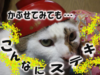 最高ですね♪