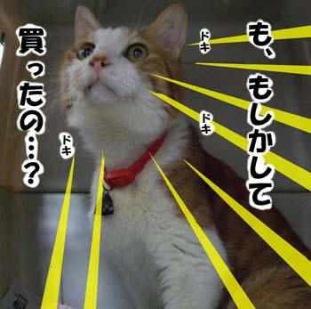 9487614fjpeg