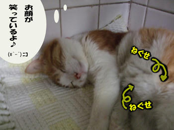 (=_ヾ) ﾈﾑﾈﾑｩ