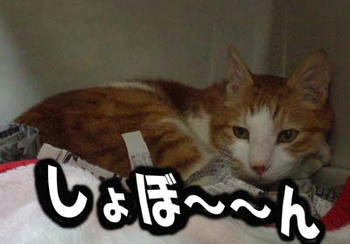 なでて、なでて~