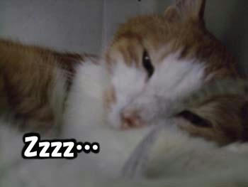眠たいよ～～