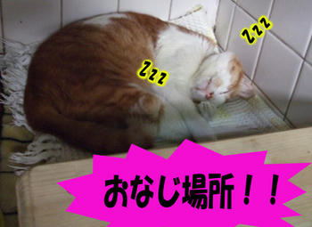 おやすみ中(笑)