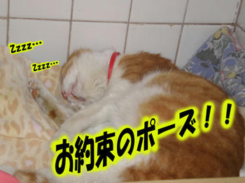 やっぱりきのこちゃん♪