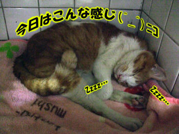 22時間30分の( ̄ー ̄人)オネンネ♪