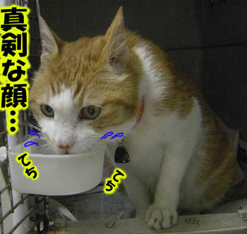 お水がウマイ！