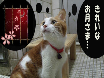 いい雰囲気～(*--)--*)ﾋﾟﾄｯ