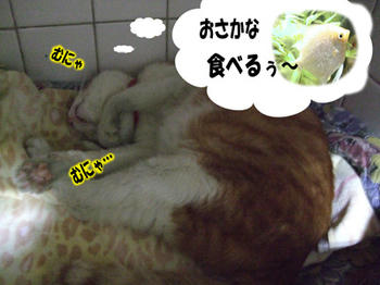 夢心地moOO グゥグゥ