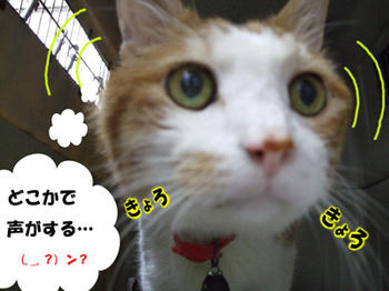 どこから？