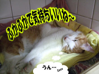 相変わらず寝てますね～（笑）