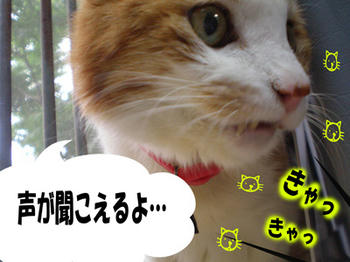 赤子の声?