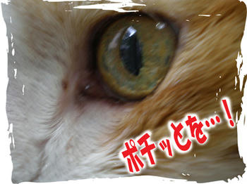ありがとですっ！