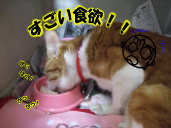 食べまっせ~!