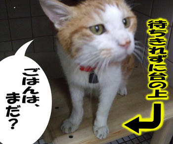 早く、早く~(~ー~o)イタダキ♪