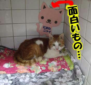 いいかんじ～(*^-°)v ｵｯｹｪｰ♪ 