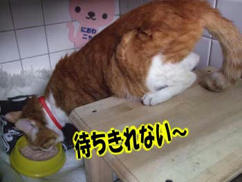(^Q^)ｱｰﾝ いただきまーす